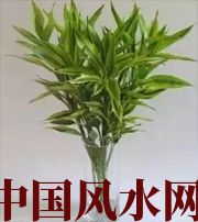 济宁十二生肖养什么植物最旺财运？你知道吗！